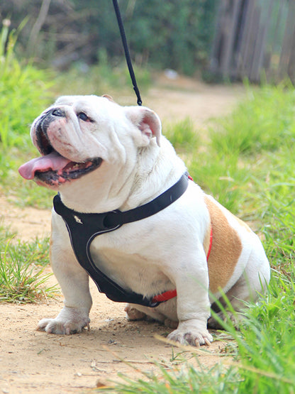 comfortable dog collar