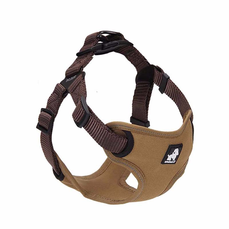 dog collar and lead.