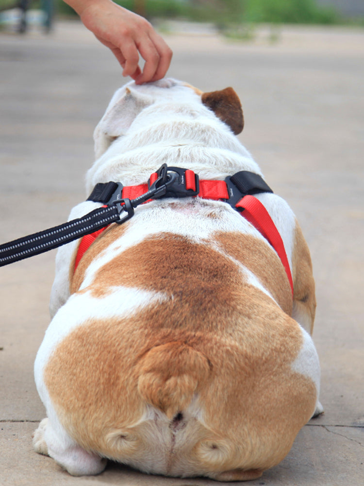 dog walking leash