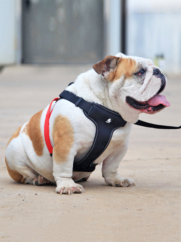 pet walking accessories