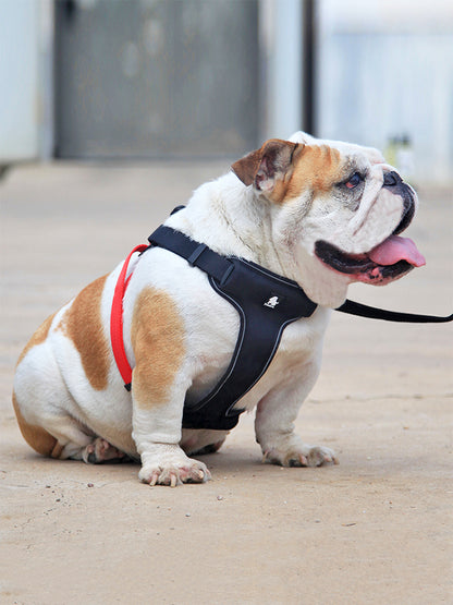 pet walking accessories